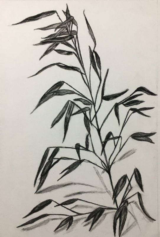 Option art